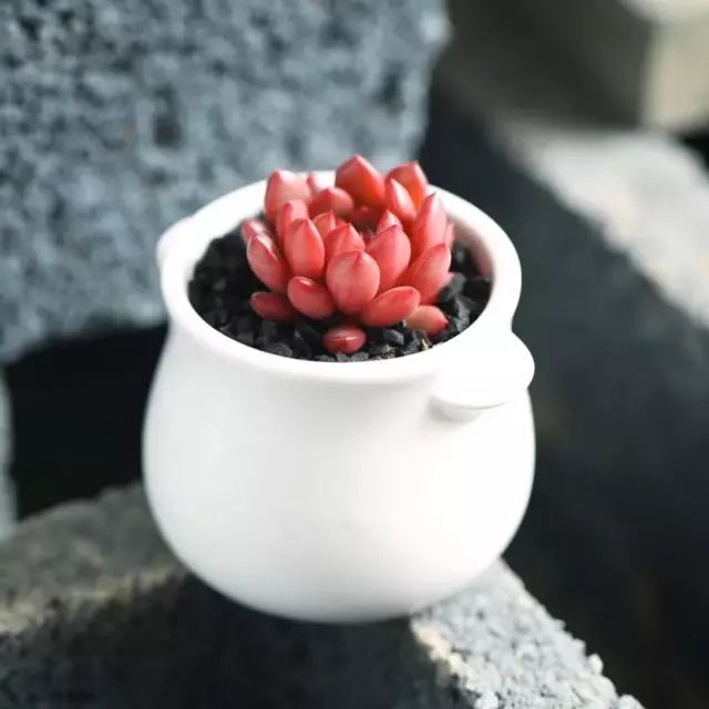 多肉的寓意大全（99种多肉花语详细介绍）