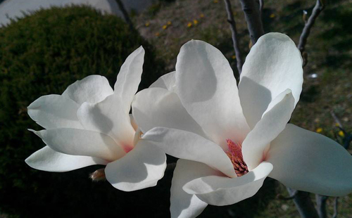 关于玉兰花的诗词十首