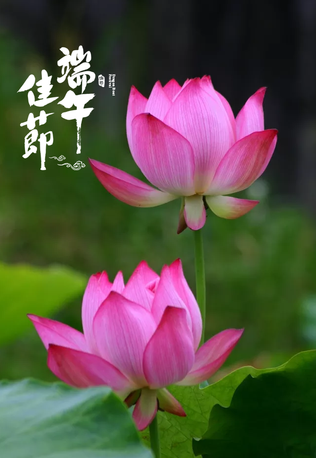 「诗词鉴赏」十五首端午的古诗词，写尽端午的习俗与万般思绪