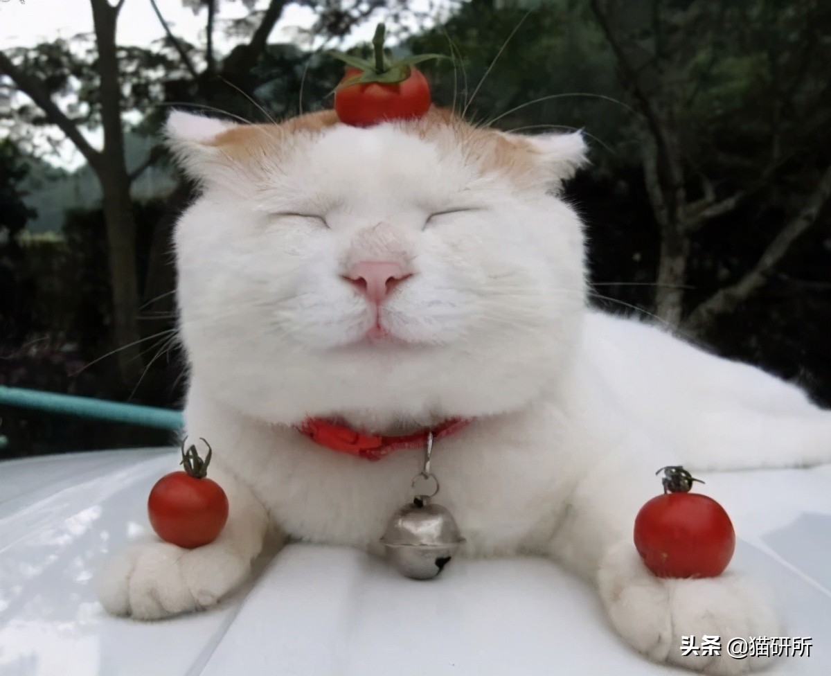 作为食肉动物的猫，为啥会对水果感兴趣？