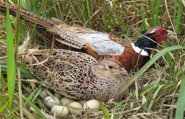 竹鸡苗多少钱一只(一只重半斤可卖200元,蛋30元一个,农民大叔却抱怨亏