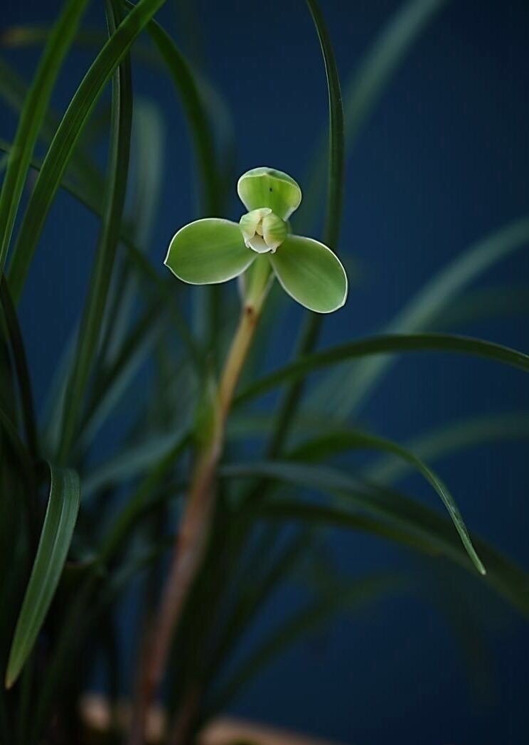 送兰花代表什么意思（兰花的花语和象征意义）