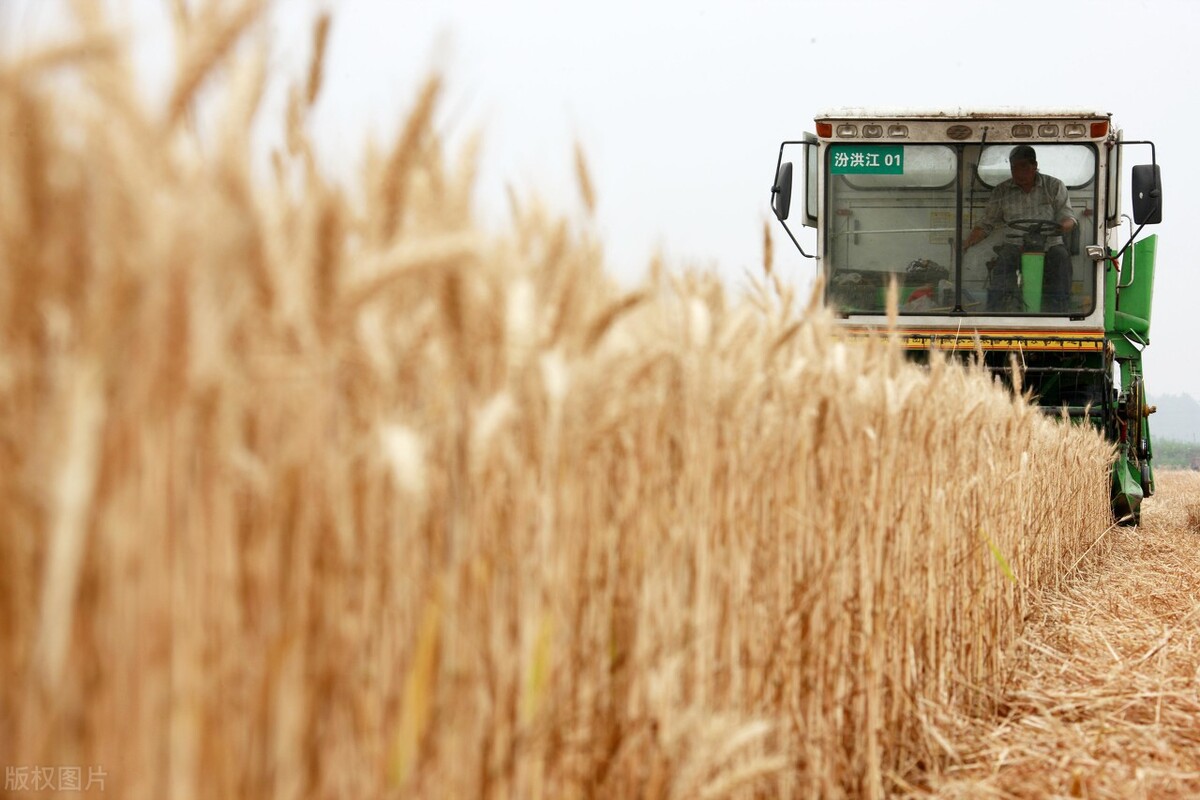 8月18日国内各地小麦价格发布