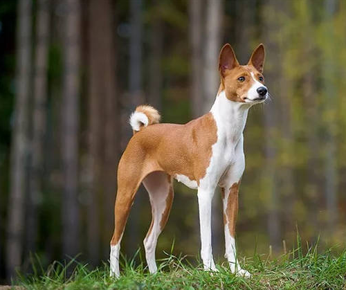 巴仙吉犬介绍(有“狗中哑巴”之称的——巴仙吉犬，你了解多少？)