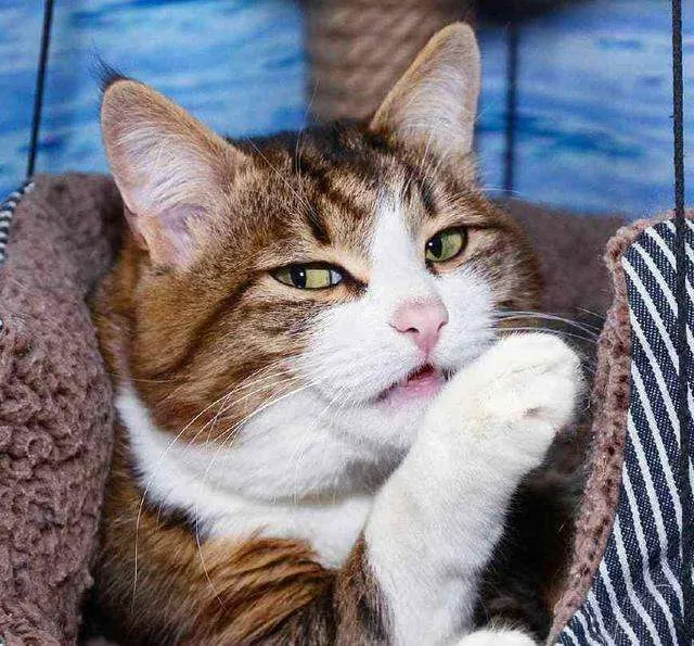 猫咪突然拉肚子了，该怎么办？