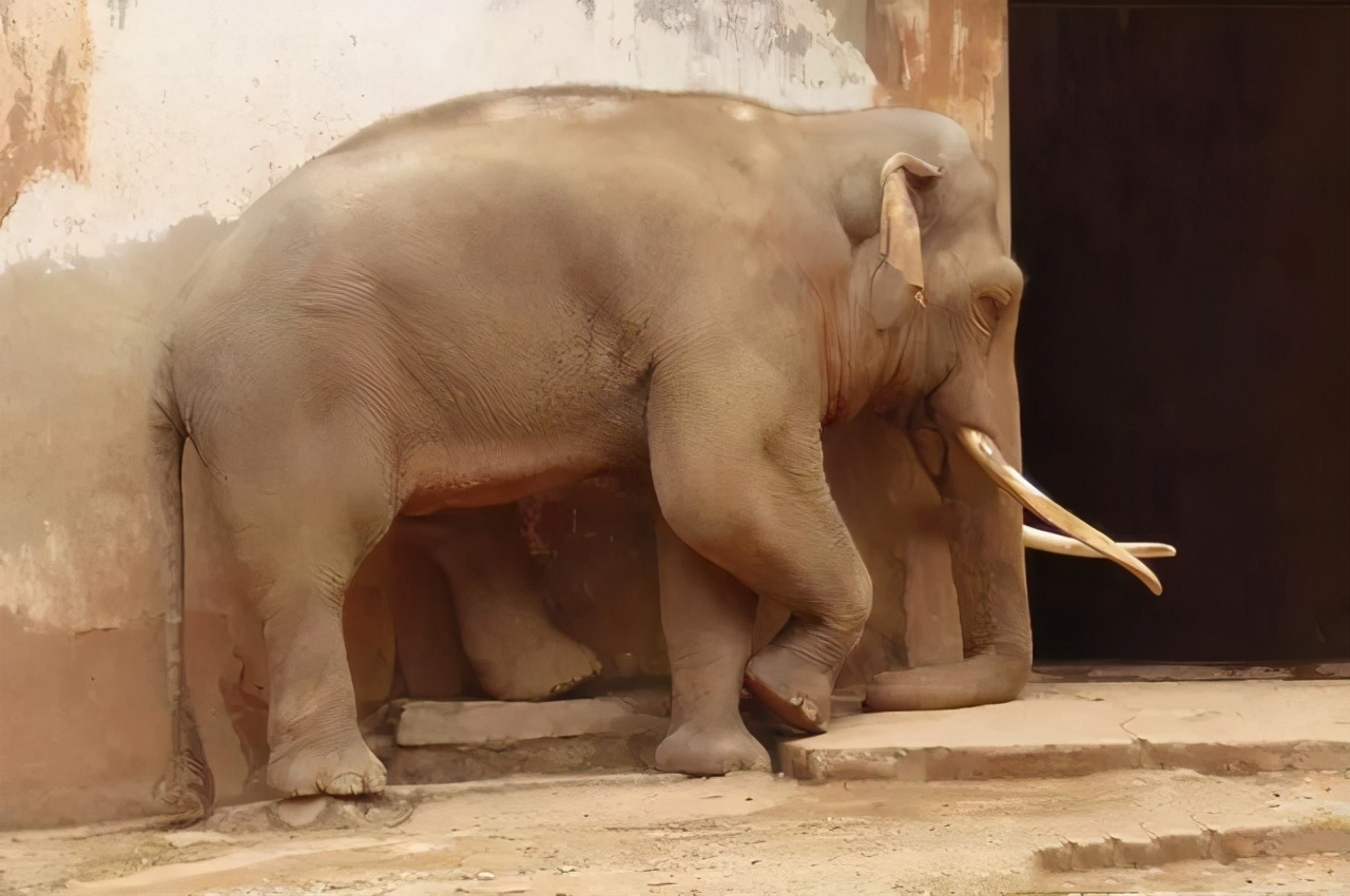 站着睡觉的动物(大象睡觉姿势里边有很多学问)