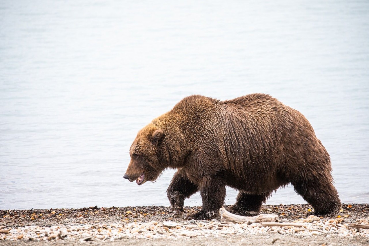 灰熊和黑熊(辟谣：有人说北极熊打不过棕熊，这是真的吗？)