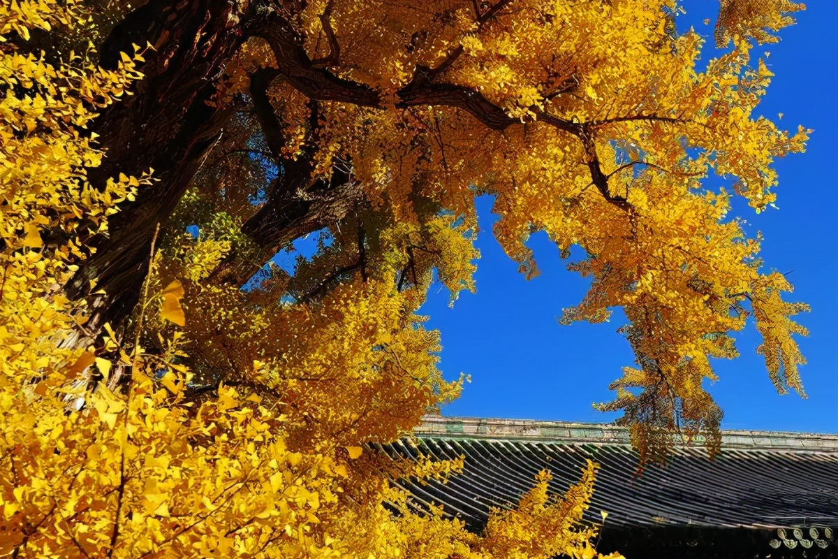 南京正是赏秋“好时节”，栖霞山美得不像话，这份旅游攻略要收好