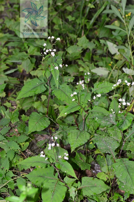 赤胫散,见过吗?治痢疾,无名肿毒,跌打损伤