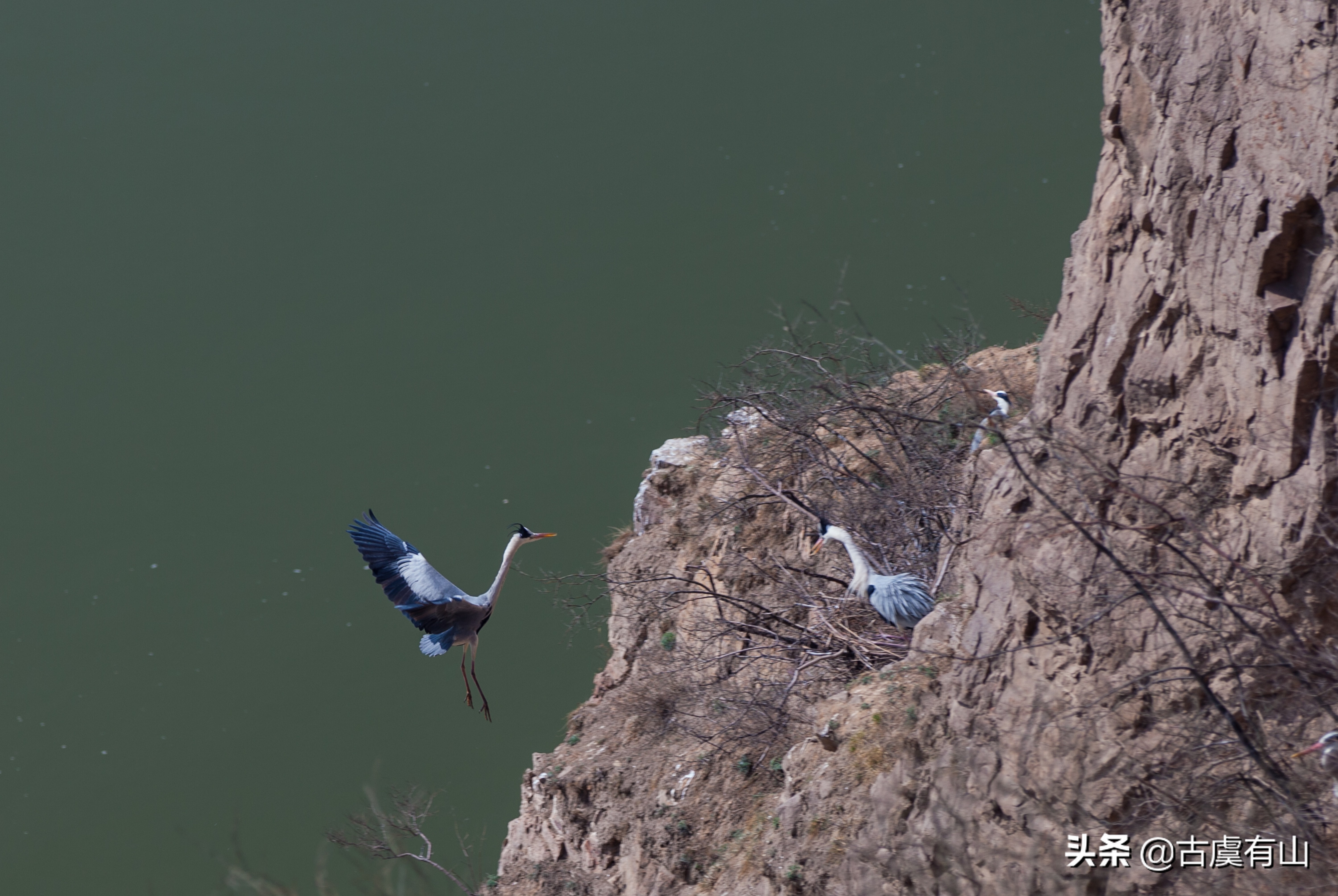 “西塞山前白鹭飞，桃花流水鳜鱼肥 ”的诗意再现平陆县好汉坡