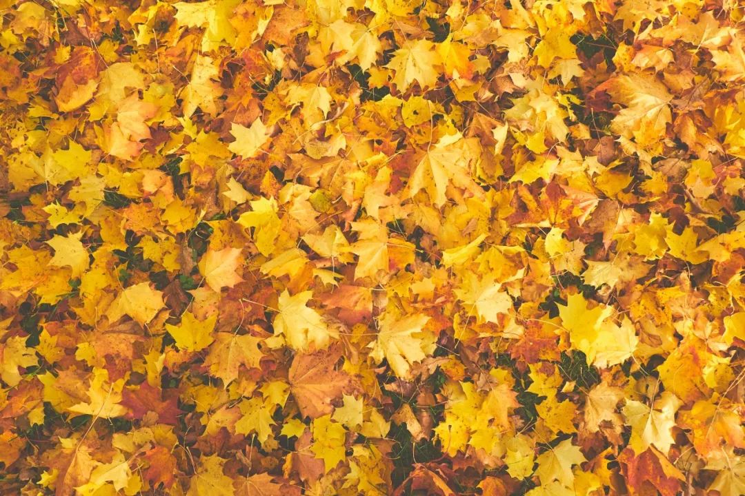 让这15首诗，陪你过完整个秋天