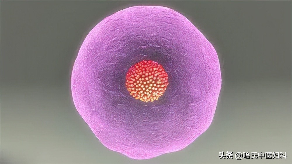 卵泡发育缓慢数量多的原因分析