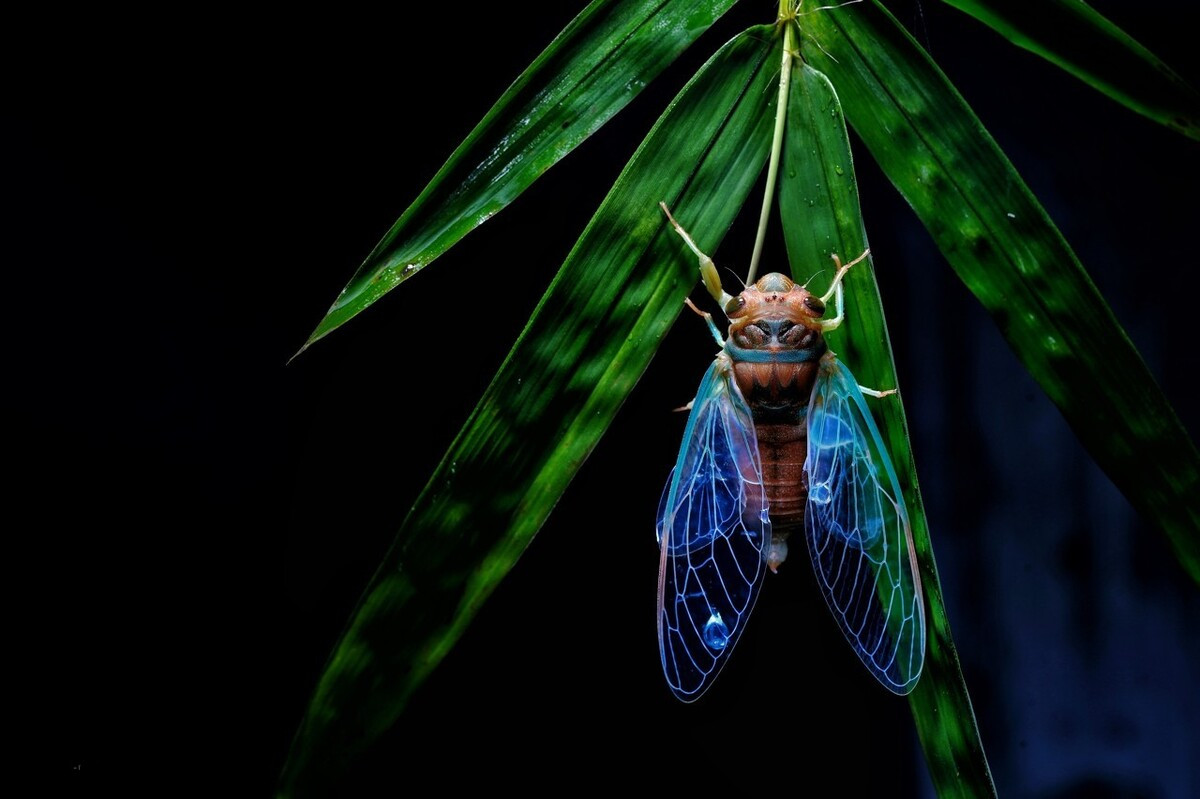 描写夏天蝉鸣的优美诗句3