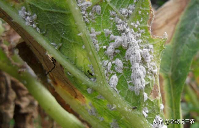 除蚧壳虫是白醋好还是酒精好（蚧壳虫怎样才能彻底消灭）-第3张图片-科灵网