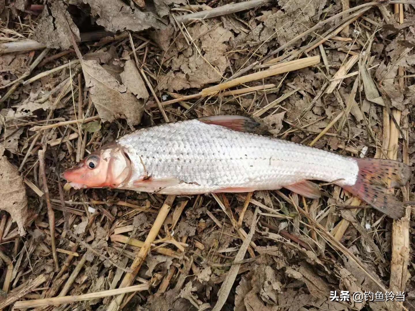 经常被错认为重唇鱼,其实它的价值比重唇鱼高,谈如何垂钓花骨鱼