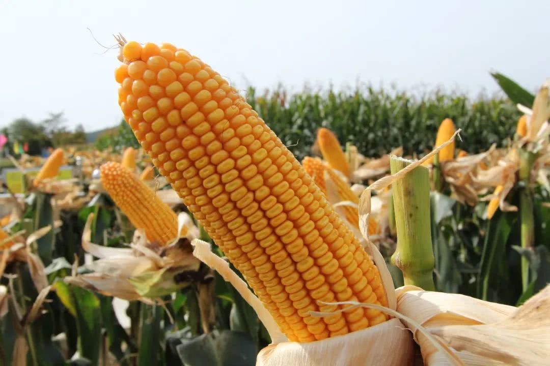耐旱,耐高温,八级台风刮不倒,这个玉米品种亩产高达1100公斤