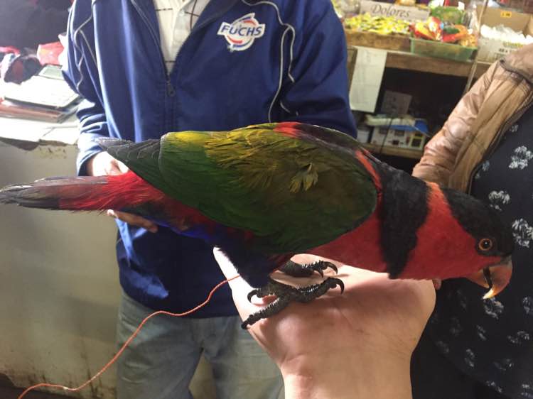 牡丹鹦鹉价格超市门口有人卖鹦鹉