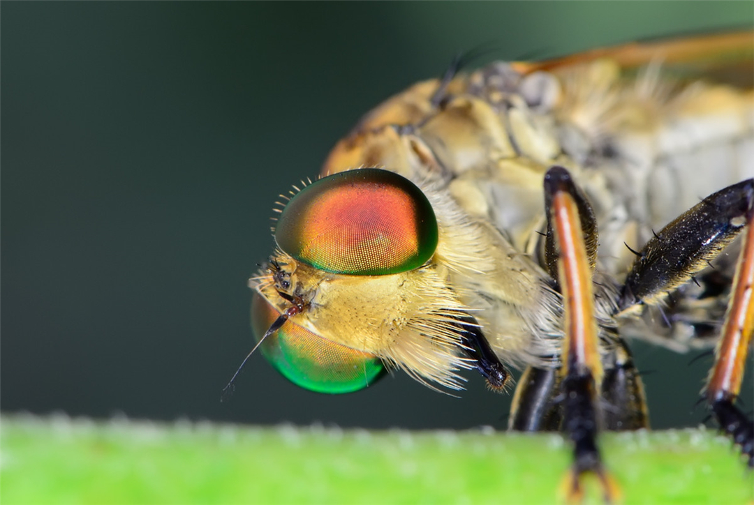 牛虻是虻的俗称,又被称为瞎碰,牛苍蝇,绿头猛钻等等.