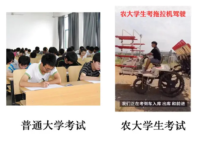 农业大学学生日常学习走红，图书馆前晒谷子，别人上课他们下田