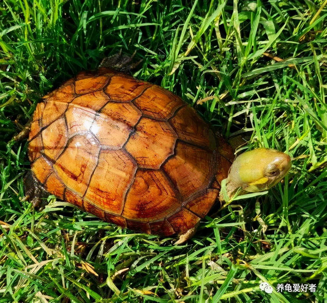 龟的食物体积大小等参数，对养龟的影响大不大？