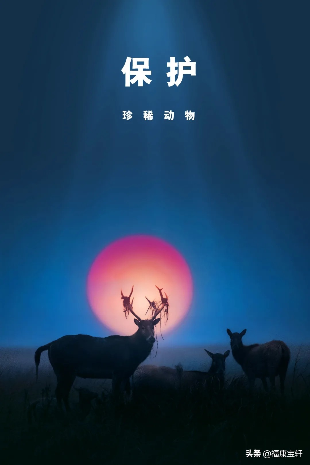 再回顾在国人心中有非凡地位的中国珍稀野生动物纪念币