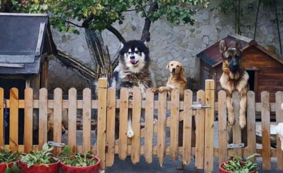 惠若琪与老公秀恩爱，北京豪宅大到能种树，却用来养20多条狗