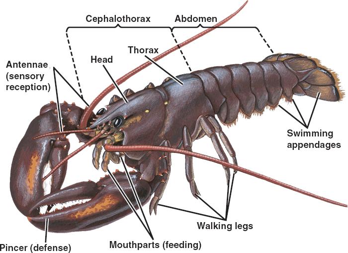 南极磷虾：6.5亿吨“海上金矿”，中国是最大“黑马”？