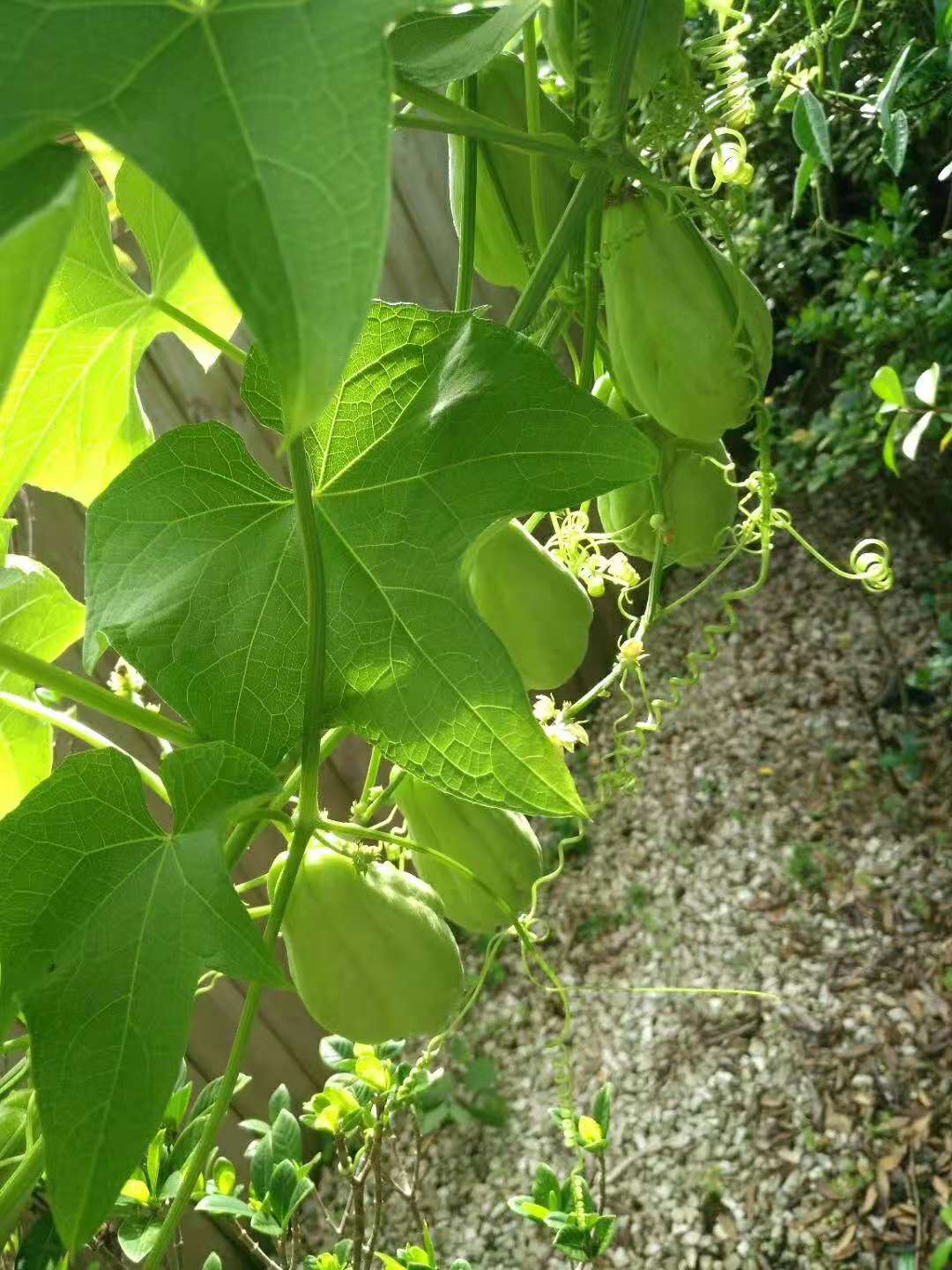 佛手瓜生根發芽,開花結果整個過程,既不用澆水,也不用施肥,完全屬於自