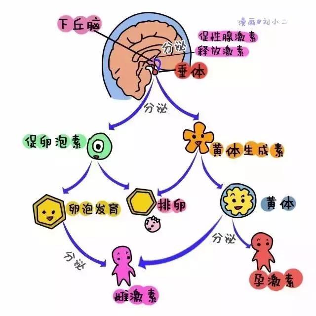 降调节，内异症姐妹又爱又恨TA