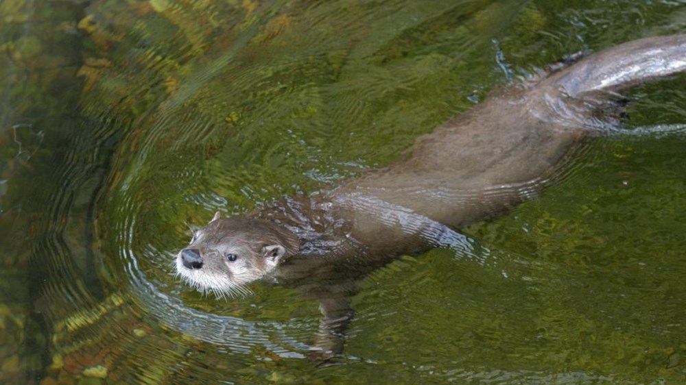 水猴子图片洞庭湖多次出现水猴子