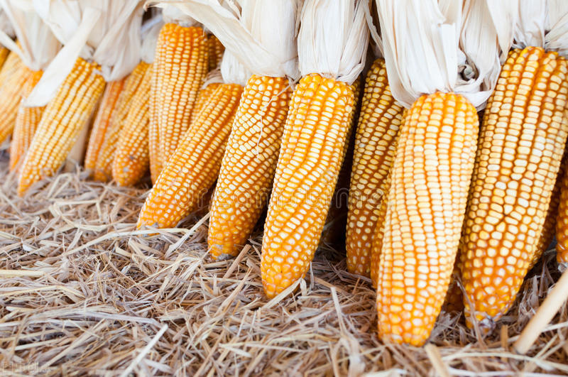 8月1日国内各地玉米价格发布