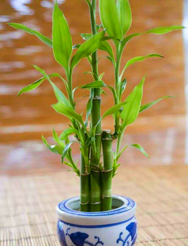 富贵竹的土壤养殖方法(富贵竹的土壤养殖方法和注意事项)