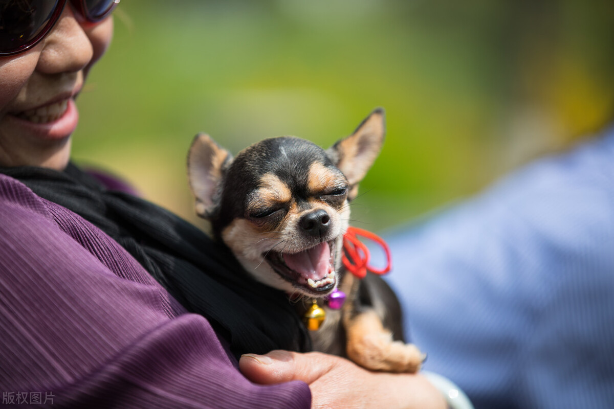 这几种小型犬可不是“白眼狼”，给它一口吃的，就会跟你一辈子