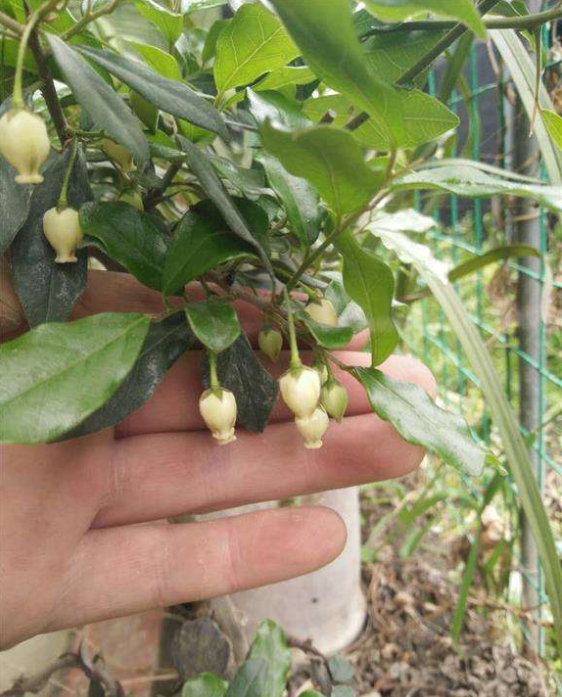 金弹子什么时候开花结果(金弹子几时开花) - 升本吧