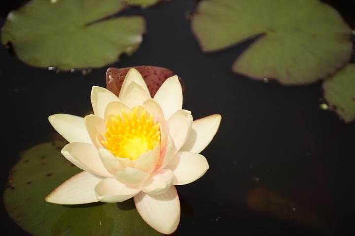 植物园属于哪个区(@广大市民游客，五一杭州植物园最全赏花攻略送上)