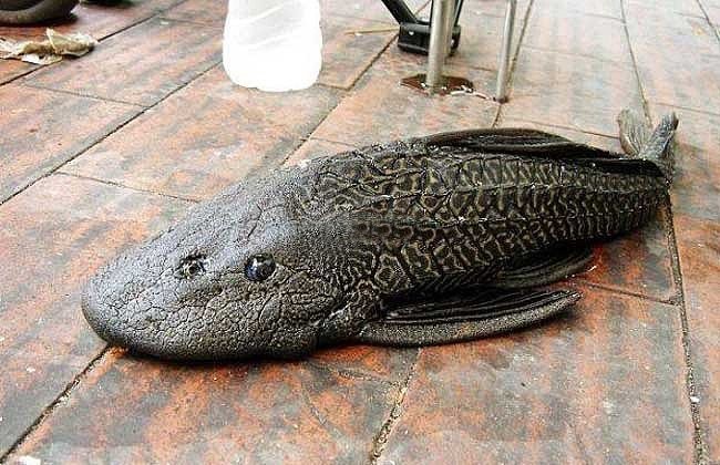 南美垃圾鱼?,外观丑陋,鱼肉腥臭,为何国内争相观赏?