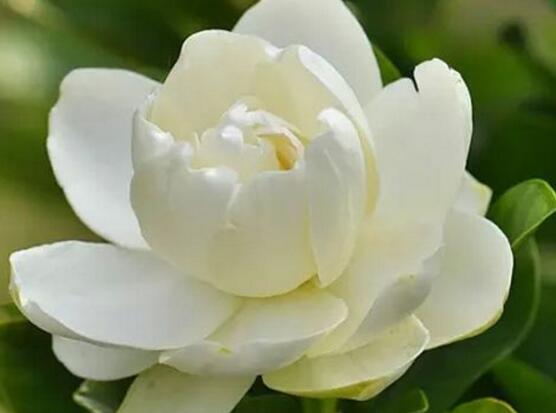 栀子花的花语，栀子花代表永恒的爱与约定
