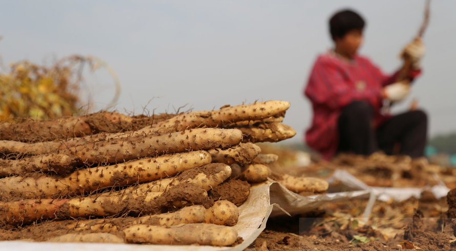 山药种植技术面面观,按这4点来种植,秋季山药结满地