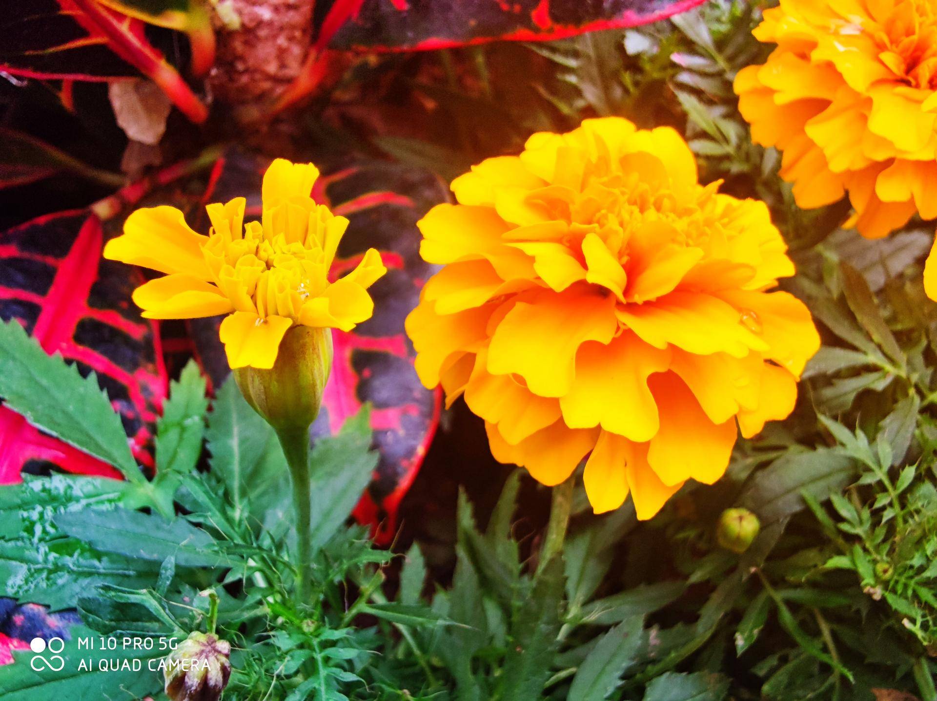 小米10 Pro评测：除了旗舰配置，我们还有更多期待