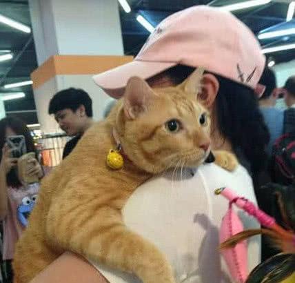 橘猫的性格特点有哪些（橘猫堪称最好养的猫）