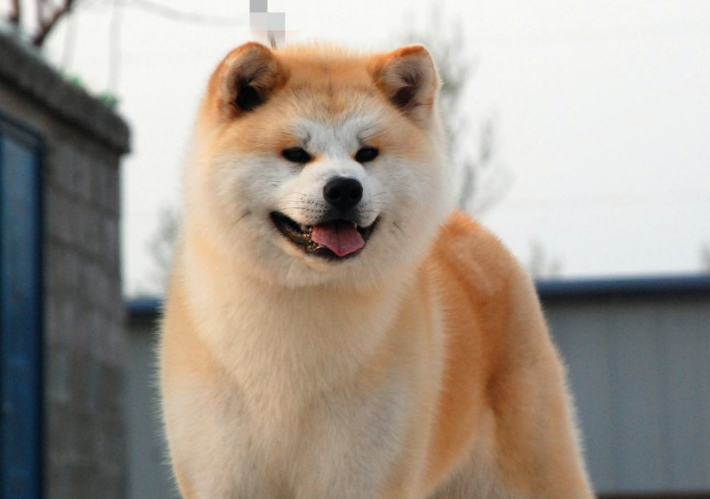 日本秋田犬价格 智商图片