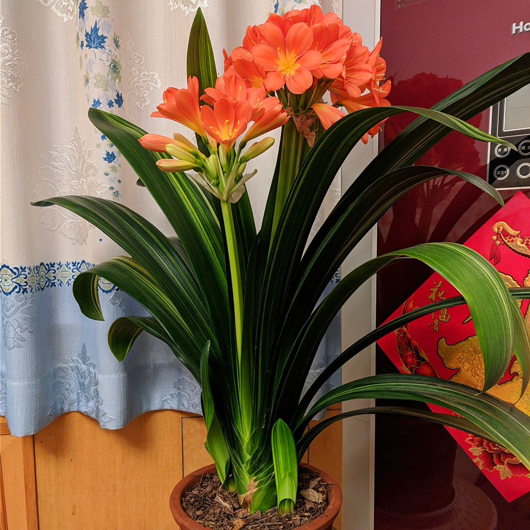 2021补金最旺的植物 缺金的人家里适合养什么植物_达一风水网