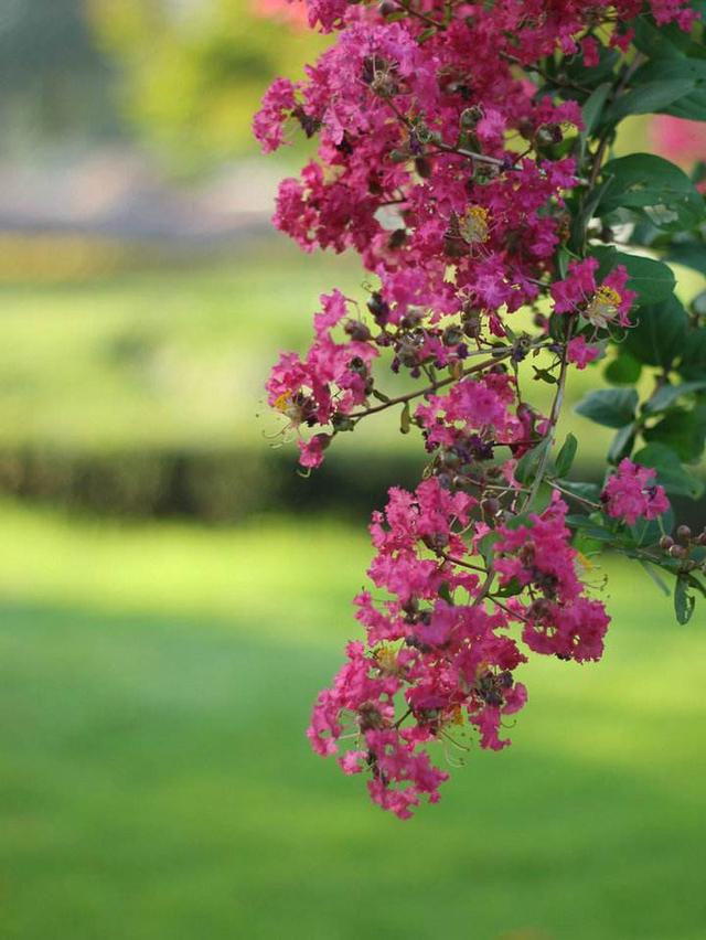 千朵情万朵意,千朵万朵压枝低