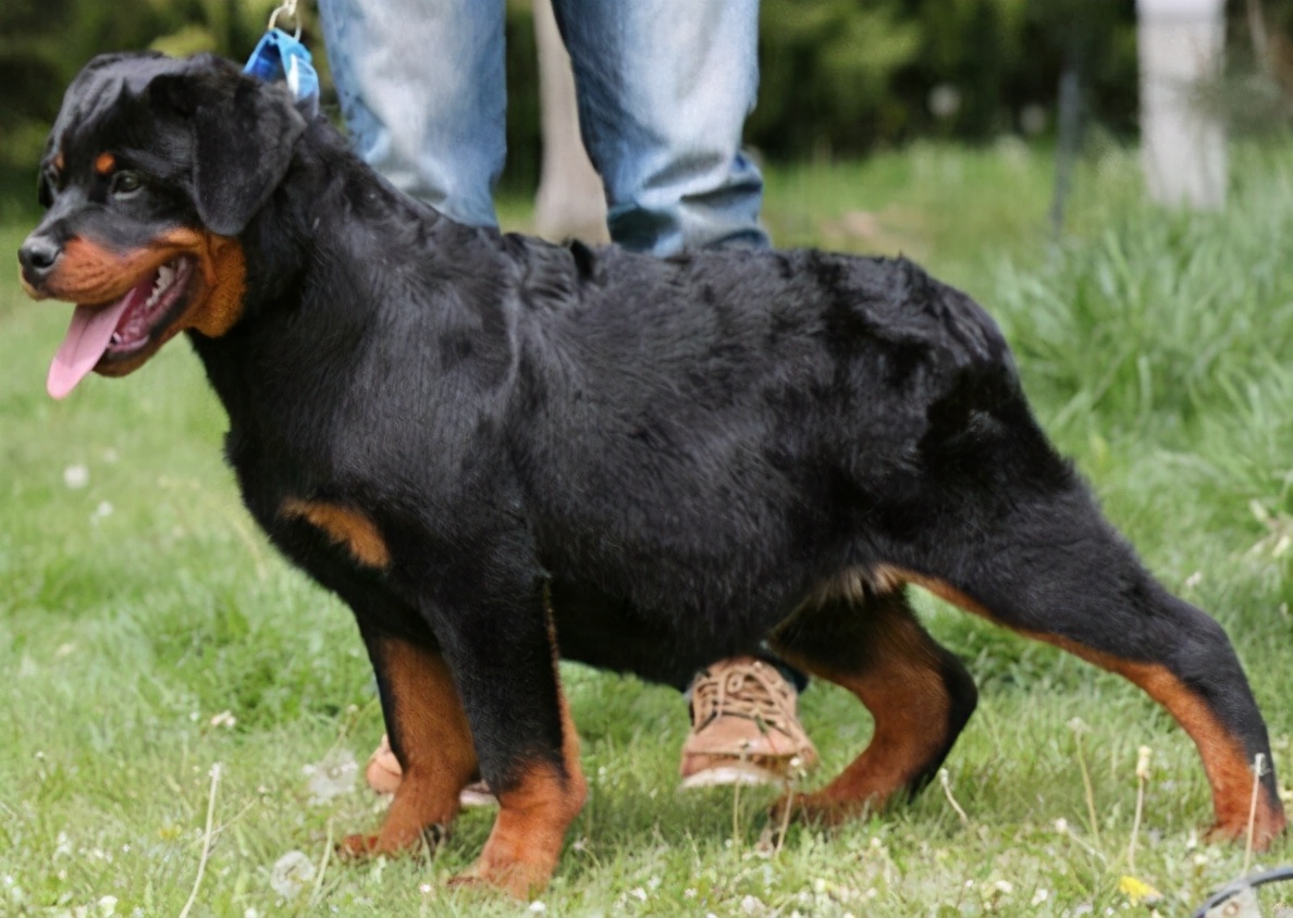 羅威納犬這五個缺點,你能全盤接受嗎?