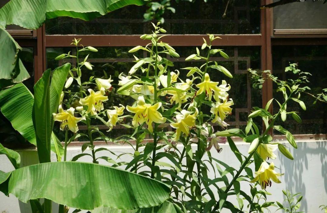 芭蕉葉月季花怎麼養比較好圖文