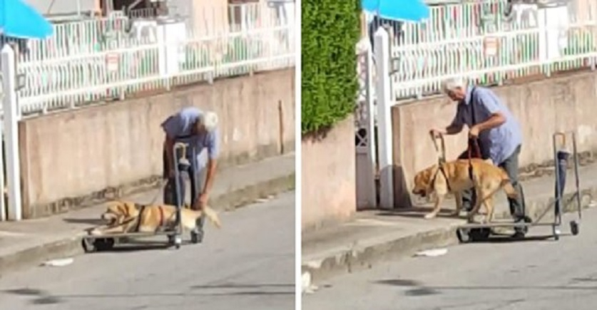 金毛老了走不动，老人为狗狗准备了手推车：每天推它出门散步