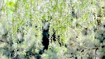 描写柳树诗词(53首)