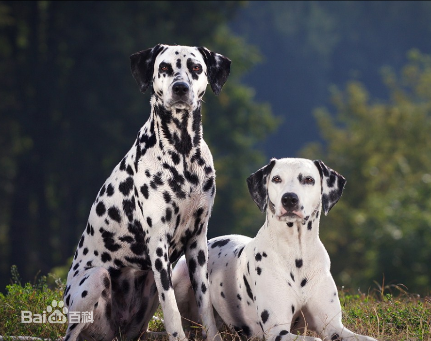 世界杯茶杯犬(宠物狗百科全书（上）中小型犬有哪些品种？各有怎样的性格特点？)