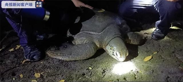 最大的海龟是什么(长约90公分，200斤重巨龟现身三亚红树林，还流着泪，究竟怎么了)