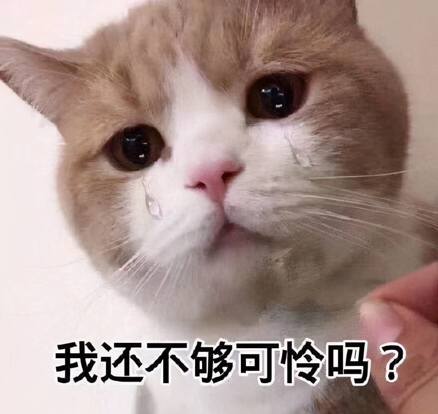 猫咪也会“哭”吗？猫咪流泪的几种原因
